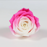 Fournisseur d'usine, vente en gros de 5-6 têtes de roses éternelles réelles, roses bicolores pour cadeau de la Saint-Valentin