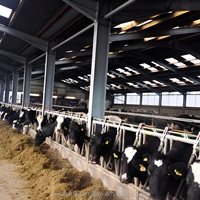 Structure en acier pour élevage de bovins et de moutons avec alimentation automatique compatible avec l'IoT |   Grange modulaire intelligente pour parc d'élevage automatisé