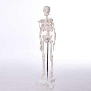 Pvc avanzado de alta osteoporóticas Bix-a1029 humanos <span class=keywords><strong>brazo</strong></span> y mano simulador médico los nervios espinales modelo de <span class=keywords><strong>esqueleto</strong></span> - Product Image 3