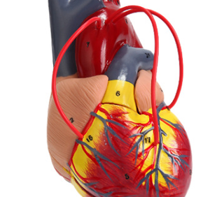 Modelo de enseñanza y entrenamiento médico-Modelo de anatomía cardíaca - Product Image 2