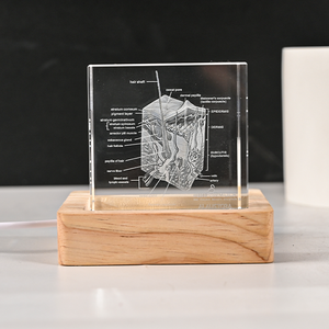 3D laser khắc da người mô hình K9 pha lê y tế giảng dạy giải phẫu khối hiển thị - Product Image 3