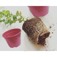 SC ECOMMERCE Kit de transplantation de plantes d'intérieur avec 9 pots carrés fuchsia de 1 gallon, modèle Q8-LJUF-ETPF, fabriqué aux États-Unis