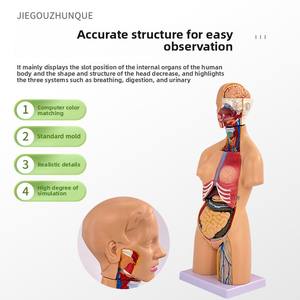 Modèle d'anatomie du torse masculin et féminin en PVC de 55cm avec 21 pièces détachables modèle d'organes internes d'organes humains d'éducation de la petite <span class=keywords><strong>enfance</strong></span> - Product Image 2
