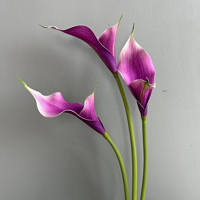 double-petal calla light purple