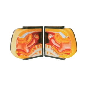 Dispositivo anticonceptivo vaginal femenino avanzado para planificación familiar Modelo de entrenamiento de ciencias médicas/WD - Product Image 1