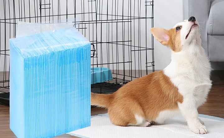 Potty Training How Long Can Dog Stay In Crate Overnight How To - Main Image