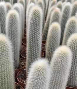 さまざまな製品で使用するための多用途のサンペドロサボテン Alibaba Com