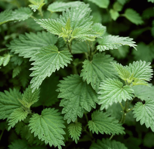 KAIYANGE Feuilles de marrue entières séchées naturellement à la machine, sans additifs, pour <span class=keywords><strong>tisane</strong></span>, vente en gros, approvisionnement direct, meilleurs produits botaniques - Product Image 4