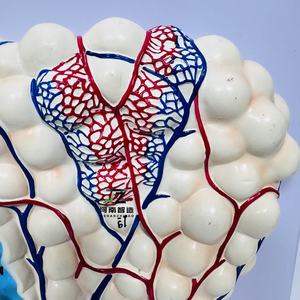 Modelo médico de pulmón Anatomía humana Modelo de alivio agrandado alveolar - Product Image 4