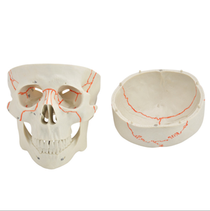 Chất lượng tốt sọ mô hình hỗ trợ giảng dạy kích thước tự nhiên Giải Phẫu Cơ thể con người sọ mô hình y tế khoa học con người sọ Mô hình giải phẫu - Product Image 2