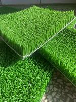 Tapis de gazon artificiel pour la décoration paysagère de jardin, tapis synthétique haute densité, tapis de récupération d'or pour la prospection minière