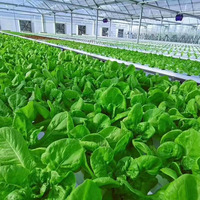 Serre en film plastique multi-voûtes pour légumes, système hydroponique, système de ventilation et de refroidissement automatisé