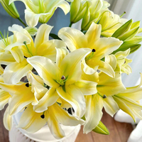 Lys Mu Men de qualité supérieure - Jaune citron pour bouquets, événements de remise de diplômes, chaîne du froid, directement du producteur pour la décoration de mariages