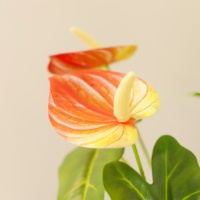 Grosir meja Hotel dekoratif kecil buatan Anthurium dengan kaca air palsu Bonsai bunga