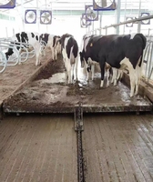 Ferme laitière résistant à l'érosion vache hangar équipement de nettoyage nettoyage automatique balayage système de grattoir à fumier équipement d'élevage