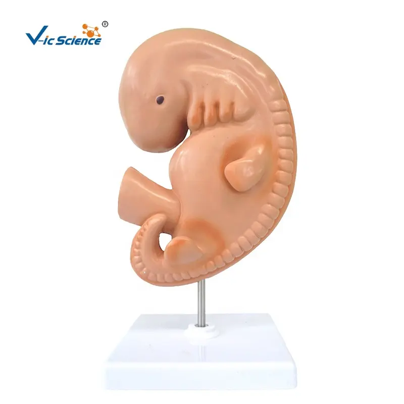 Menselijk Embryo, 4 Weken Oud Vrouwelijk Bekken Anatomisch Model Basis Menselijke Anatomie