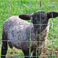 Grillage de clôture de ferme galvanisé | Moutons, bovins, chevaux et bétail Filet pour la sécurité agricole et les zones de pâturage