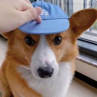 Ours en peluche floral chat oreilles de rosée Design nouveauté chapeau de chien de compagnie été hiver casquette de Baseball solide langue de canard mode