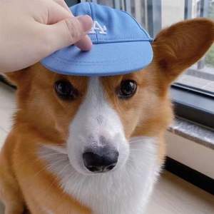 Ours en peluche floral chat oreilles de rosée Design nouveauté chapeau de chien de compagnie été hiver casquette de Baseball solide langue de canard mode - Product Image 5