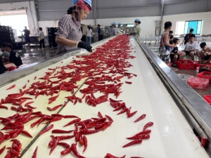 Chile fresco de Vietnam de exportación al por mayor | Proveedor global de pimientos picantes rojos y verdes orgánicos de alta calidad - Product Image 4