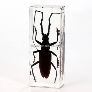 Especímenes de animales en resina para taxidermia, Artesanías de <span class=keywords><strong>insectos</strong></span> personalizadas, Insecto en resina tipo presilla, <span class=keywords><strong>Mantis</strong></span> china, Insecto en resina para pisapapeles - Product Image 1