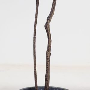 Arbre à Monnaie Artificiel Dream Castle 100cm-200cm, Plante d'Intérieur en Soie Plastique, Décoration de Sol Style Bonsaï - Product Image 3