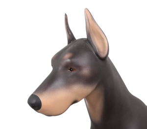 Maniquí de Doberman Pinscher Grande de 87.5cm, Modelo de Perro Desmontable de Fibra de Vidrio para Exhibición en Tiendas de Collares y Arneses para Mascotas - Product Image 2