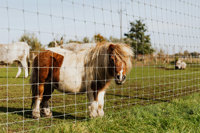 Clôture de ferme économique en grillage galvanisé à nœuds de 8 pieds pour cerfs et moutons