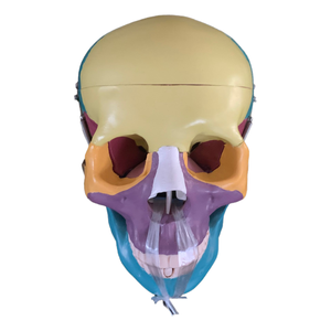 Science médicale enseignement anatomique <span class=keywords><strong>humain</strong></span> détachable taille réelle mannequin <span class=keywords><strong>3D</strong></span> couleur squelette cerveau tête os anatomie <span class=keywords><strong>crâne</strong></span> modèle - Product Image 6