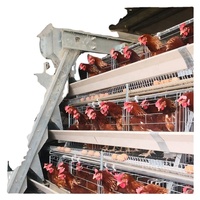 Cage à poulets de type A entièrement automatique et galvanisée pour élevage avicole – Cage essentielle pour l'élevage de poulets