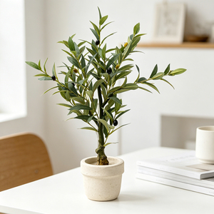 Petits oliviers en <span class=keywords><strong>pot</strong></span> de 70 cm (2 pieds) avec tronc et tiges en bois <span class=keywords><strong>pour</strong></span> la décoration de salle à manger, plantes d'intérieur – Vente en gros - Product Image 1