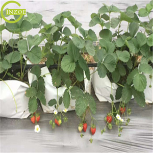 Sacchetti di semi di piselli <span class=keywords><strong>professionali</strong></span> per la semina del cacao - Product Image 6