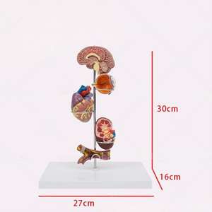 Modelo de Enseñanza Médica, Modelo de Hipertensión para la Educación en Cardiología y Fisiopatología - Product Image 2