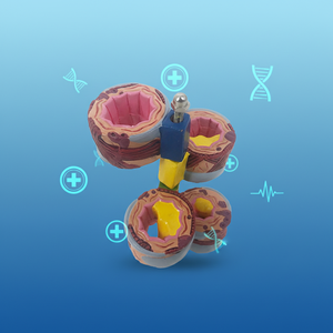 Modelo Anatómico Completo de Pulmón, 4 Piezas, Modelo de Anatomía del Bronquio, Modelo Anatómico Pulmonar - Product Image 4