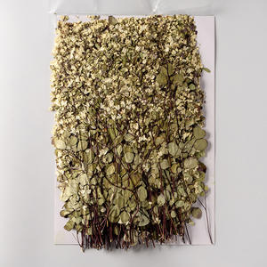 Flores Prensadas <span class=keywords><strong>de</strong></span> Columbine Siberiana y Medio-Rue para Marcos <span class=keywords><strong>de</strong></span> Fotos y Arte en Resina - Product Image 3