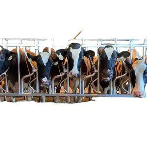Dairy barn cow farming equipment agricultural