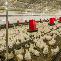 Conception de ferme avicole entièrement automatisée sur mesure pour poulets de chair et poules pondeuses