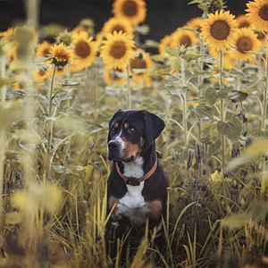 EV200 Nâng Cấp Phiên Bản Không Thấm Nước Cổ Điển Android IOS Hệ Thống Theo Dõi Con Chó Đào Tạo LED GPS Tracker <span class=keywords><strong>2G</strong></span> <span class=keywords><strong>Sim</strong></span> Thẻ Vật Nuôi Cổ Áo - Product Image 4