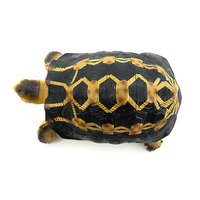 Vente chaude transfrontalière : Modèles décoratifs de reptiles et tortues en PVC massif, à assembler, sur le thème des animaux, pour aménagement paysager d'aquariums et de toiles d'araignée