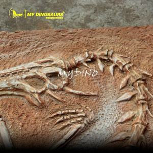 MyDino AS1010 squelette de <span class=keywords><strong>Dragon</strong></span> suspendu au fossile Animal réaliste - Product Image 6