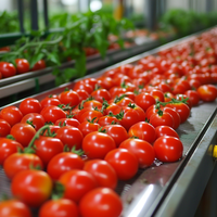 Turnkey oplossing tomatenpureemachine, automatische tomatenpuree-maakmachines, kleine tomatenpuree-verwerkingsinstallatie te koop