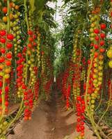 Serre agricole en verre trempé avec système hydroponique - Contrôle climatique automatisé pour la culture commerciale de légumes