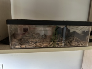 Terrario trasparente per rettili-scatola per alimentazione e allevamento ventilata con serratura a prova di fuga, materiale per PC per lucertola/scorpione/ragno - Product Image 4