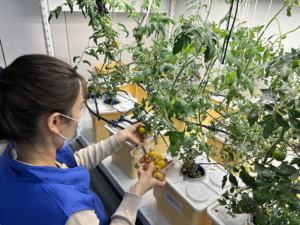 Système hydroponique de culture de tomates en intérieur avec pompe - Circulation d'eau automatisée, irrigation en serre pour le jardinage à domicile - Product Image 6