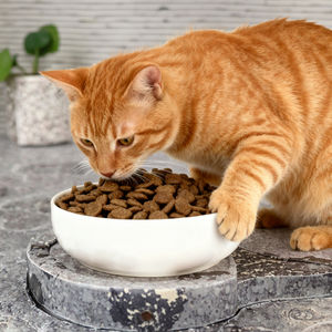 Oem מפעל odm סיטונית באיכות גבוהה 100% טבעי עוף אורגני טבעי לחיות מחמד מחמד מזון חתולים & כלבים עם רווח שרירים - Product Image 2