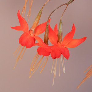 Flores Artificiales Greenway, Ramas Individuales de Seda en Color Naranja y Morado, Decoración para el Hogar, Bodas y Tiendas - Product Image 4