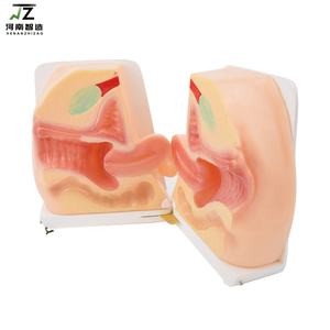 Maniquí Uterino de Tamaño Real para Guía Anticonceptiva Femenina, Modelo de PVC Avanzado para Entrenamiento Médico en Escuelas y Hospitales - Product Image 2