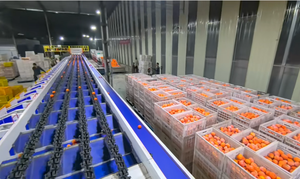 Línea Automática de Procesamiento de Frutas Enceradas, Máquina de Lavado, Limpieza, Secado, Encerado, Clasificación y Calibración de Frutas Frescas y Limones - Product Image 4