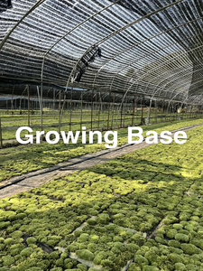 Véritable forêt <span class=keywords><strong>stabilisée</strong></span> artificielle renne irlandais conservé mousse mousse naturelle kit de bricolage mousse artisanat Art décoration murale fleuriste décor - Product Image 2