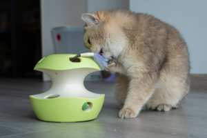 Interaktives Katzenspielzeug Flatternder Schmetterling Federspielzeug für Katzen Aktiviert Kätzchen-Spielzeug - Product Image 6